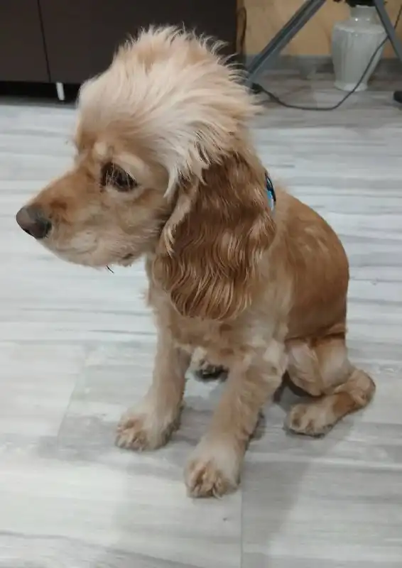 Английский Кокер Спаниель для вязки - Собаки (Животные) в Братск