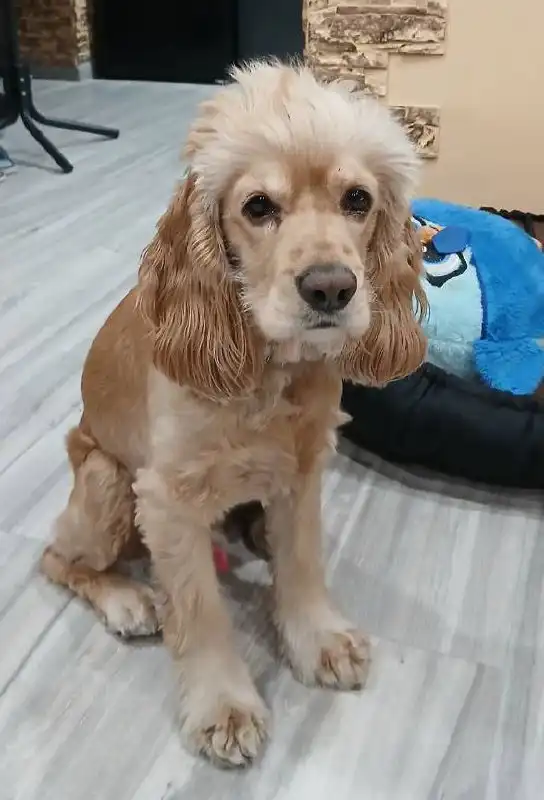 Английский Кокер Спаниель для вязки - Собаки (Животные) в Братск