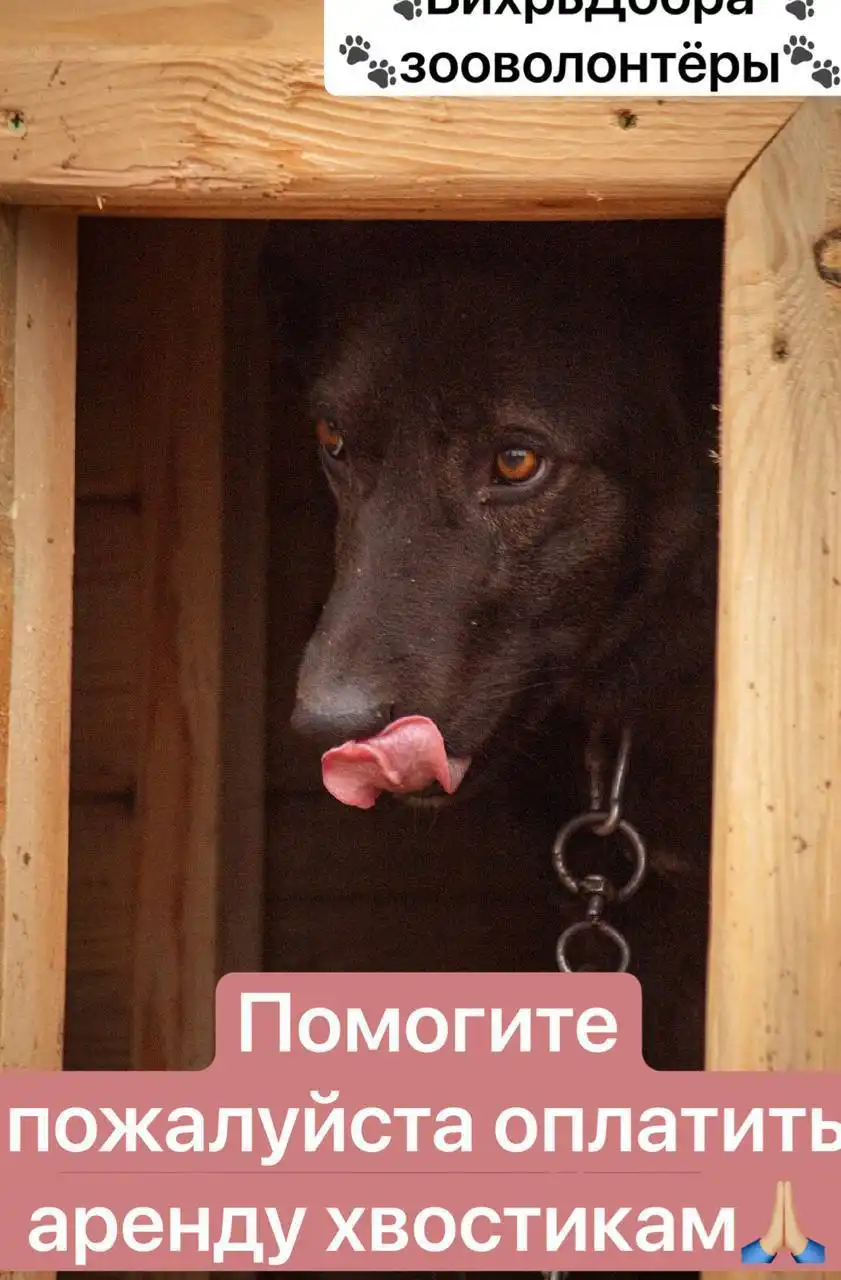 Сбор средств на аренду приюта для животных - Благотворительность (Животные) в Братск