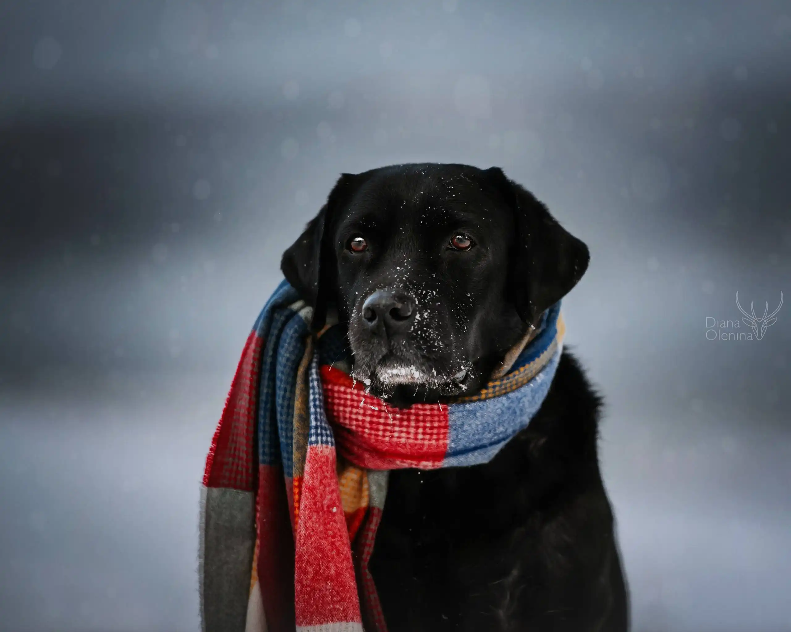 Фотодень для питомцев в Братске - Фотография (Услуги) в Братск