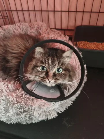 Кошка Пуша ищет новый дом - Приют в Братск