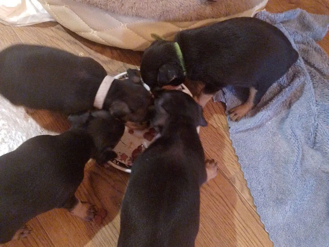 Продажа щенят той терьер - Собаки (Животные) в Братск