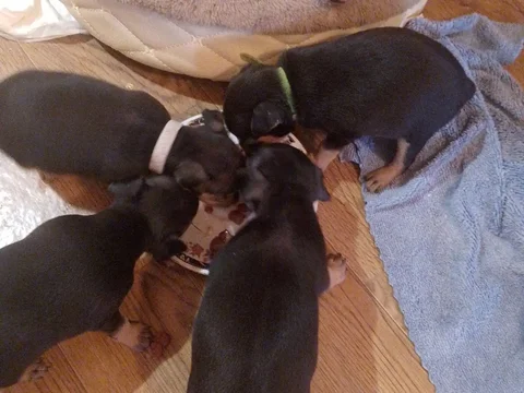 Продажа щенят той терьер - Клетки в Братск