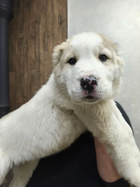 Щенки среднеазиатской овчарки (Алабай) - частное объявление в Усолье-Сибирское