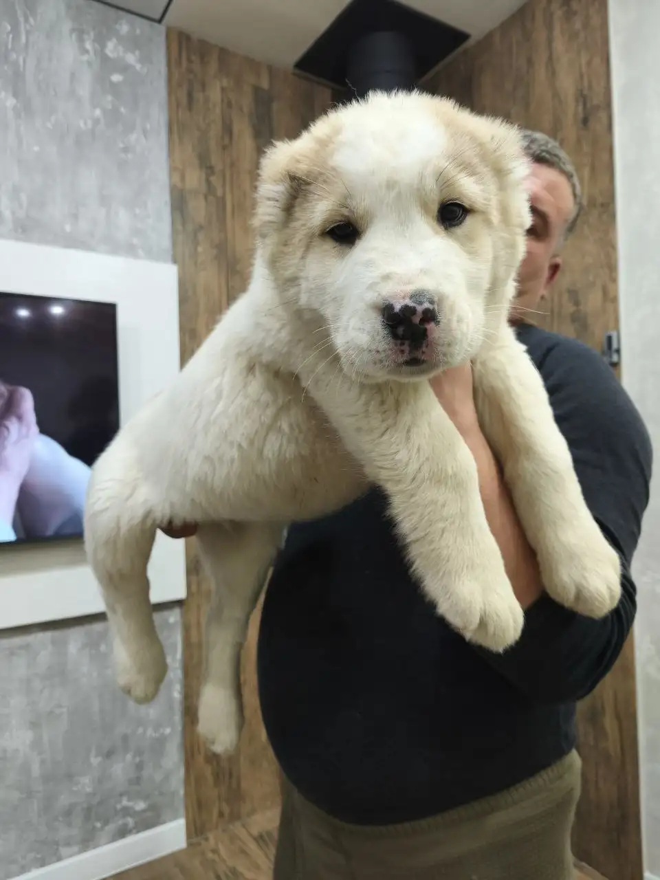 Щенки среднеазиатской овчарки (Алабай) - Собаки (Животные) в Усолье-Сибирское