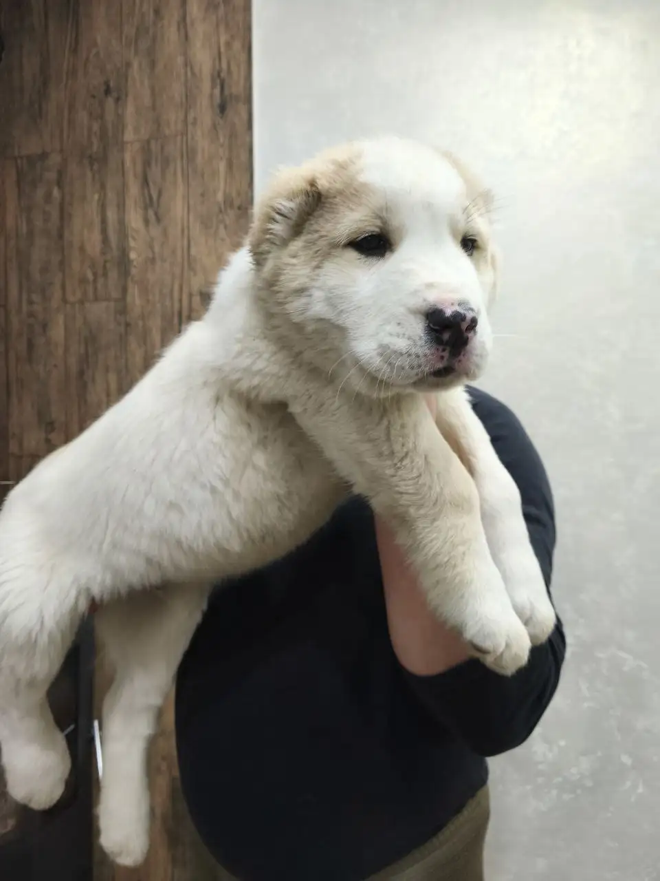 Щенки среднеазиатской овчарки (Алабай) - Собаки (Животные) в Усолье-Сибирское