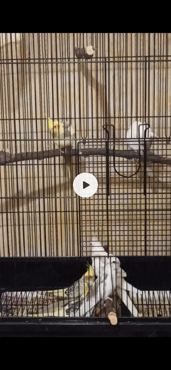 Продажа птенчиков корелл - Птицы (Животные) в Братск