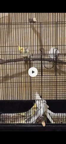 Продажа птенчиков корелл - Клетки в Братск