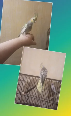 Продам ручного двухмесячного мальчика - Рыбы в Братск