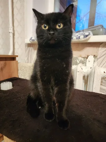 Кошка Бетти ищет дом - Рыбы в Братск