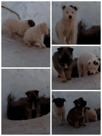 Поиск дома для щенков 1,5 месяцев - Рыбы в Братск