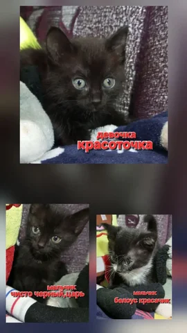 Ищут дом котятам - Рыбы в Братск