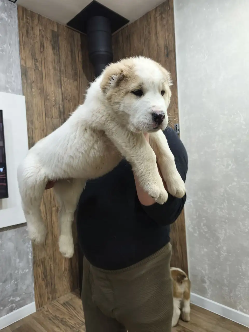 Щенки среднеазиатской овчарки (Алабай) с документами РКФ - Собаки (Животные) в Усолье-Сибирское