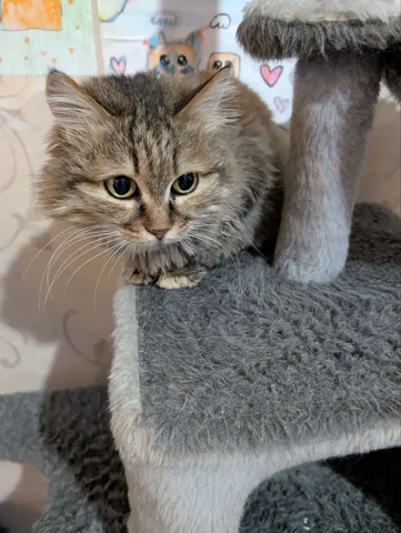 Зеленоглазая кошка Зитка ищет дом - Кошки в Братск