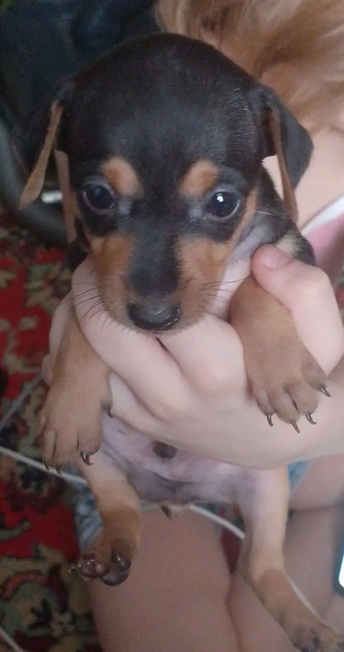 Продам щенка той терьера - Собаки (Животные) в Братск