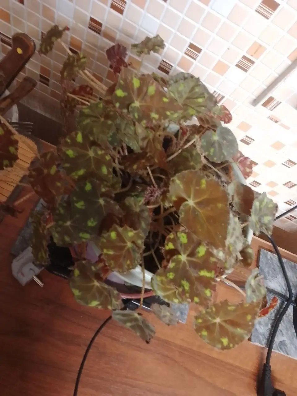 Продажа комнатных цветов - Барахолка в Братск