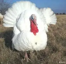 Свободное инкубационное яйцо индейки Грейнд меркер Россия - Животные (Барахолка) в Братск