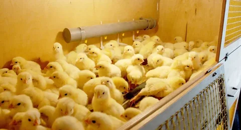 Инкубационное яйцо бройлера Кобб 700 и Росс 308 - частное объявление в Братск