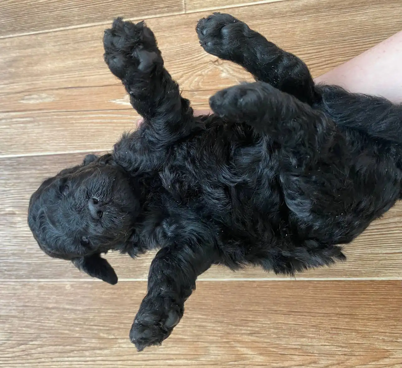 Щенки пуделя без документов - Собаки (Животные) в Братск