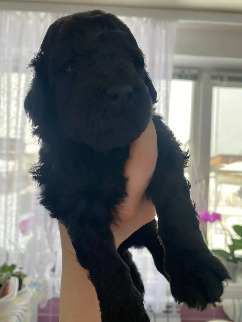 Щенки пуделя без документов - Собаки (Животные) в Братск