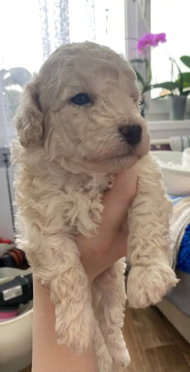 Щенки пуделя без документов - Собаки (Животные) в Братск