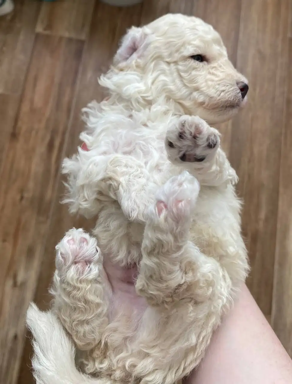 Щенки пуделя без документов - Собаки (Животные) в Братск