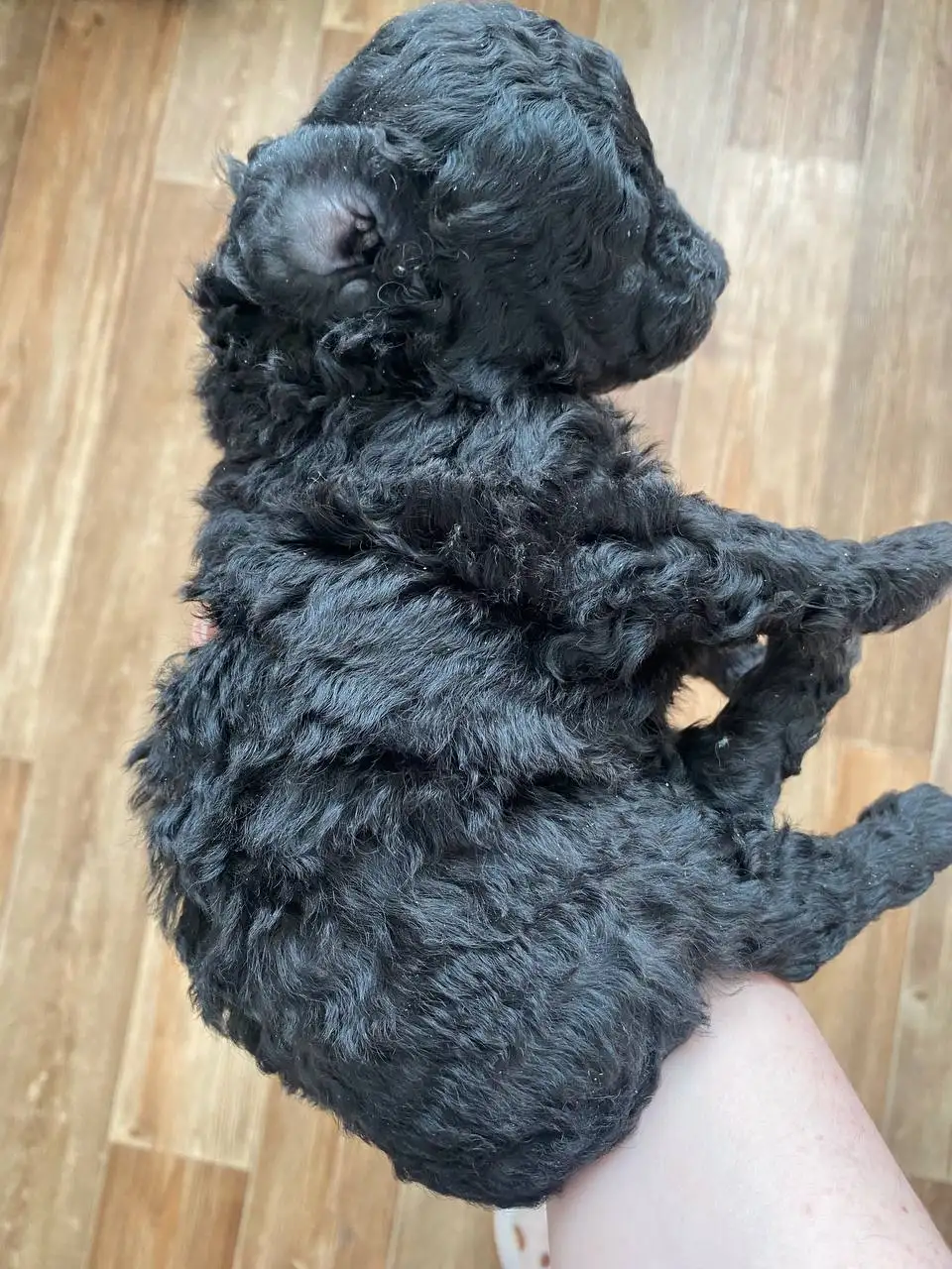 Щенки пуделя без документов - Собаки (Животные) в Братск