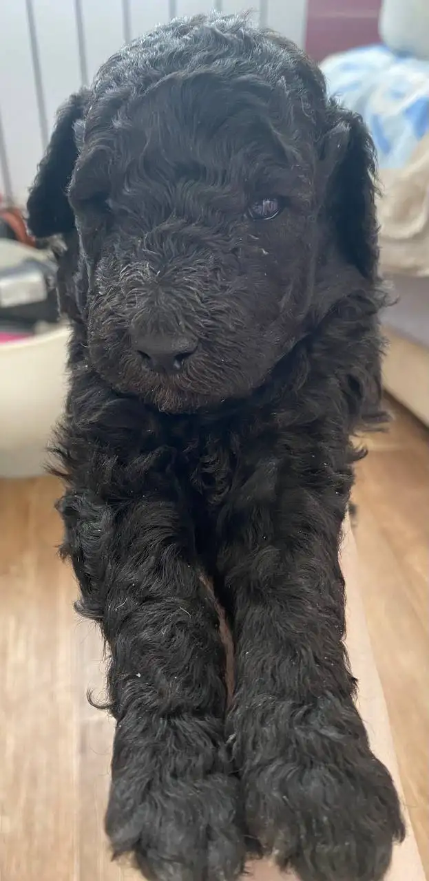 Щенки пуделя без документов - Собаки (Животные) в Братск