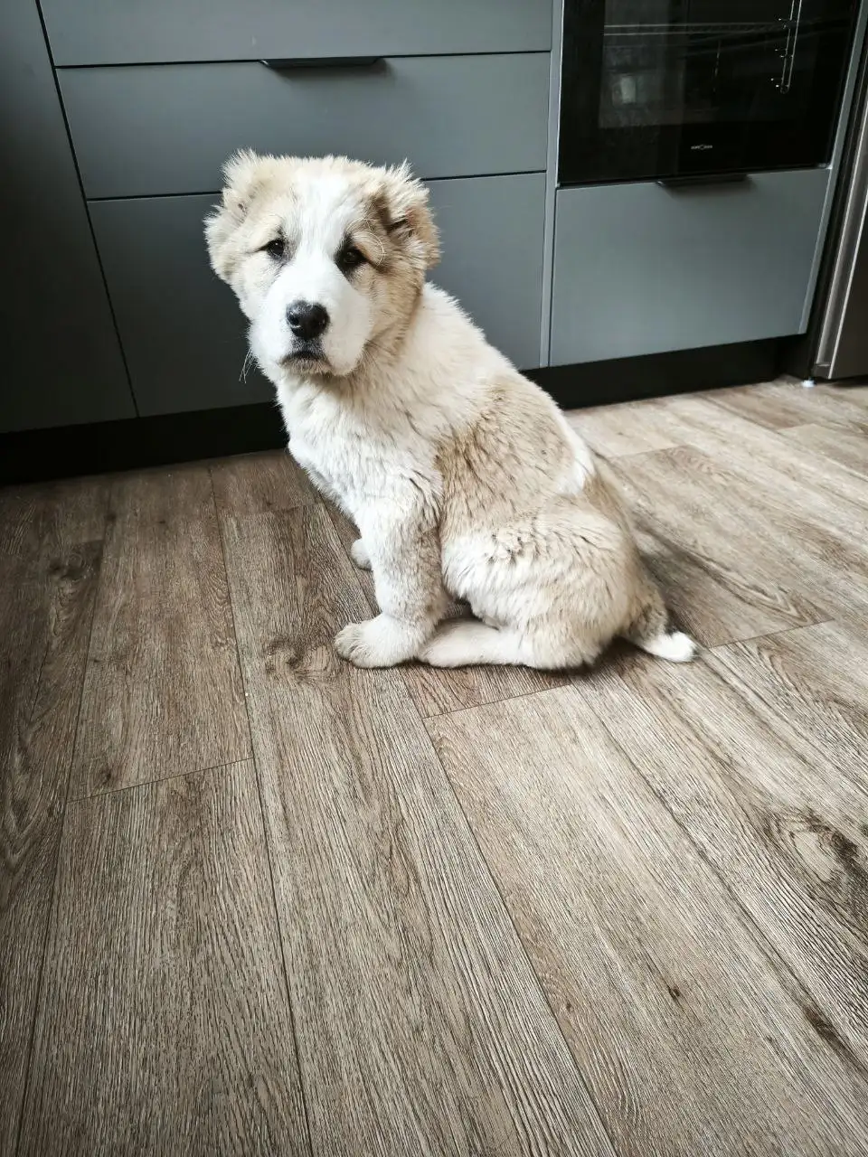 Продажа щенка породы Чагулан из ДК - Собаки (Животные) в Усолье-Сибирское