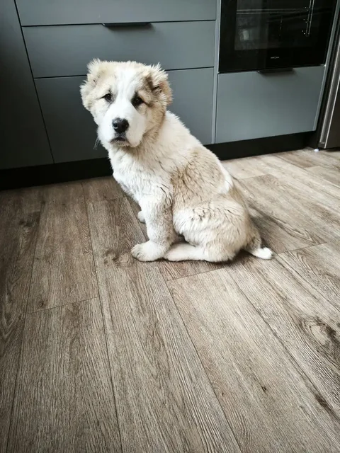 Продажа щенка породы Чагулан из ДК - частное объявление в Усолье-Сибирское