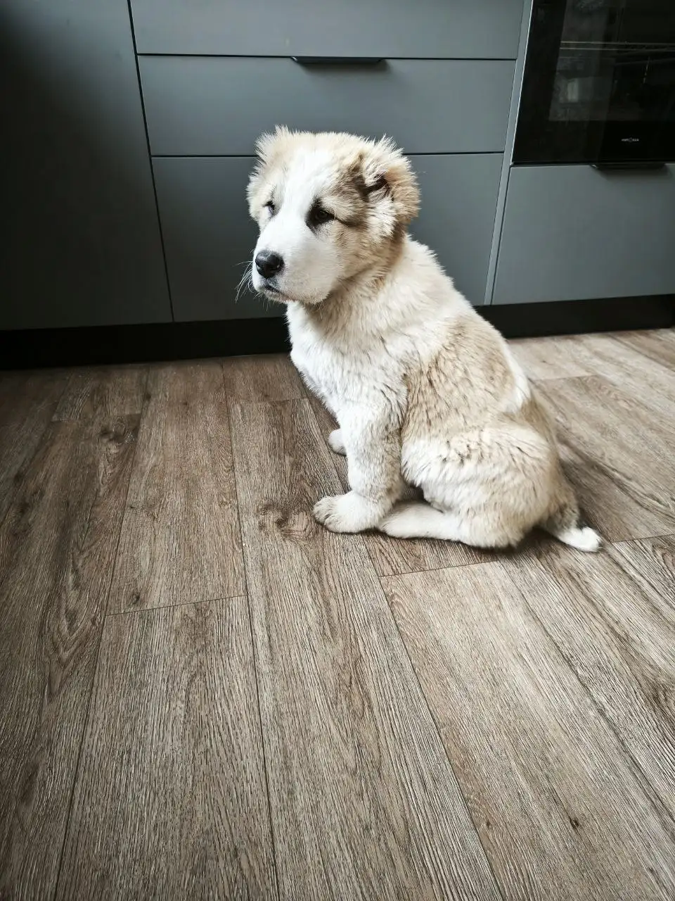 Продажа щенка породы Чагулан из ДК - Собаки (Животные) в Усолье-Сибирское