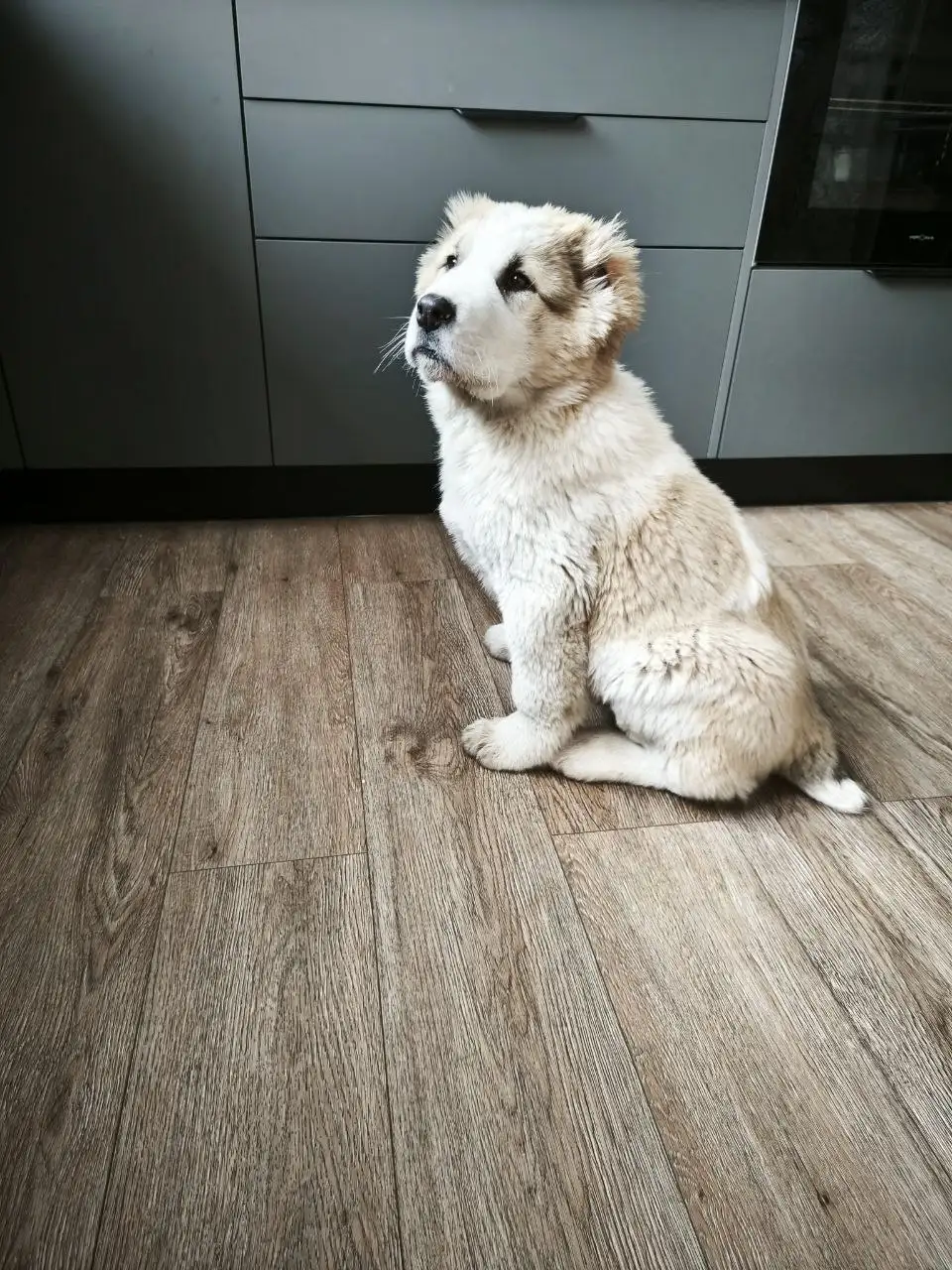 Продажа щенка породы Чагулан из ДК - Собаки (Животные) в Усолье-Сибирское