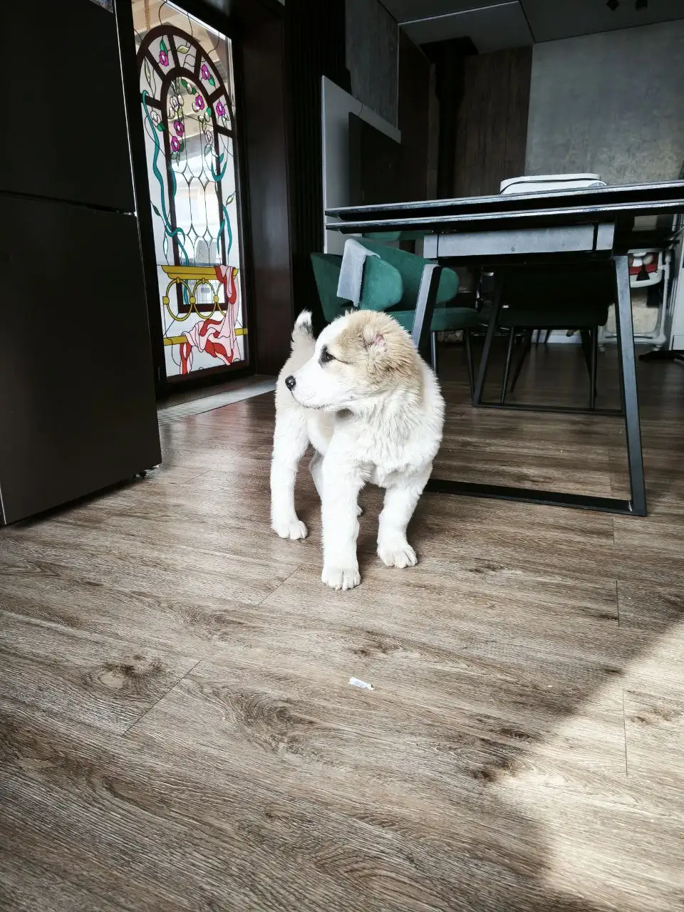 Продажа щенка породы Чагулан из ДК - Собаки (Животные) в Усолье-Сибирское