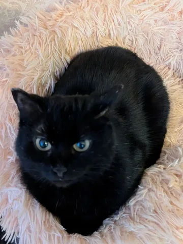 Частные апартаменты для кошки Бэтти - Потерянные животные в Братск