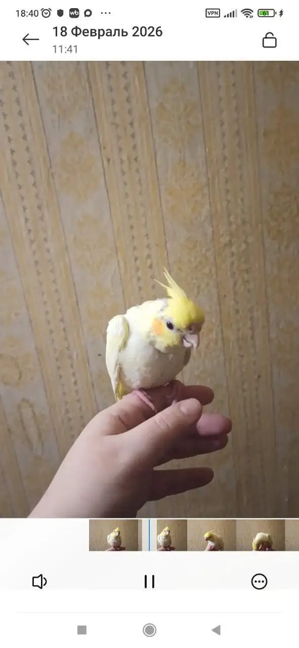 Продажа птенчика кореллы, девочка 3 месяца - Птицы (Животные) в Братск