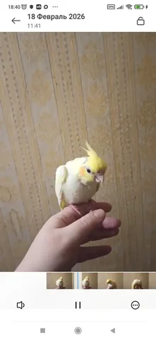 Продажа птенчика кореллы, девочка 3 месяца - Птицеводство в Братск