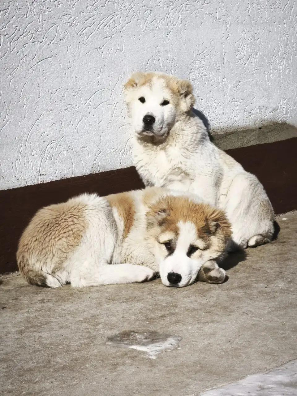 Щенки среднеазиатской овчарки (Алабай) с документами - Собаки (Животные) в Усолье-Сибирское