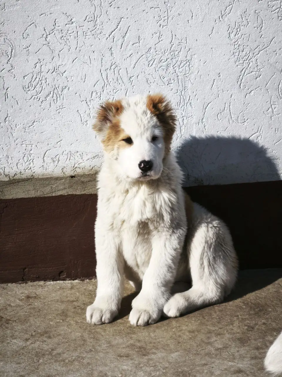 Щенки среднеазиатской овчарки (Алабай) с документами - Собаки (Животные) в Усолье-Сибирское
