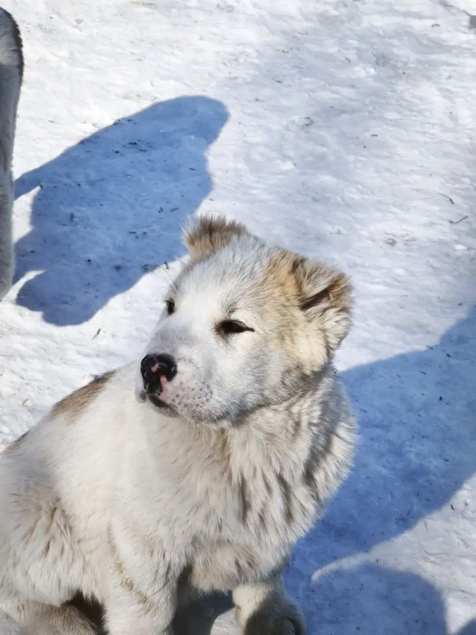 Щенки среднеазиатской овчарки (Алабай) с документами - Собаки (Животные) в Усолье-Сибирское