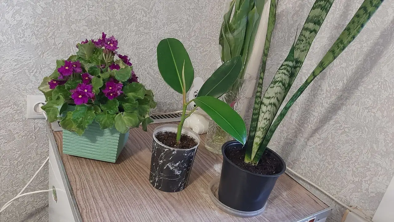 Продам отростки в центре Братска - Барахолка в Братск