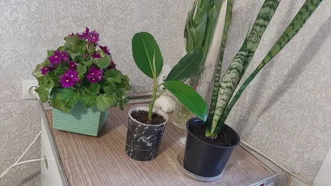 Продам отростки в центре Братска - Пиломатериалы в Братск