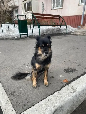 Продажа собачки в Братске - Птицеводство в Братск