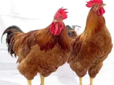 Инкубационное яйцо цветного бройлера ред бро - Птицеводство в Братск