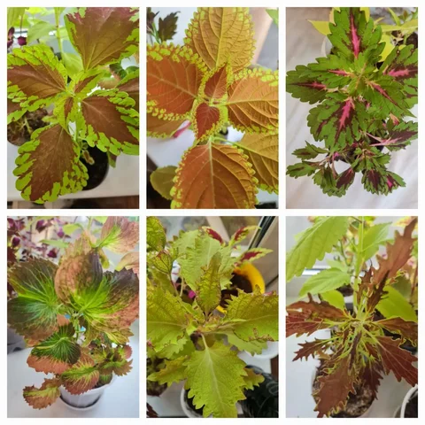 Продажа барахолки в Братске - Ножи в Братск