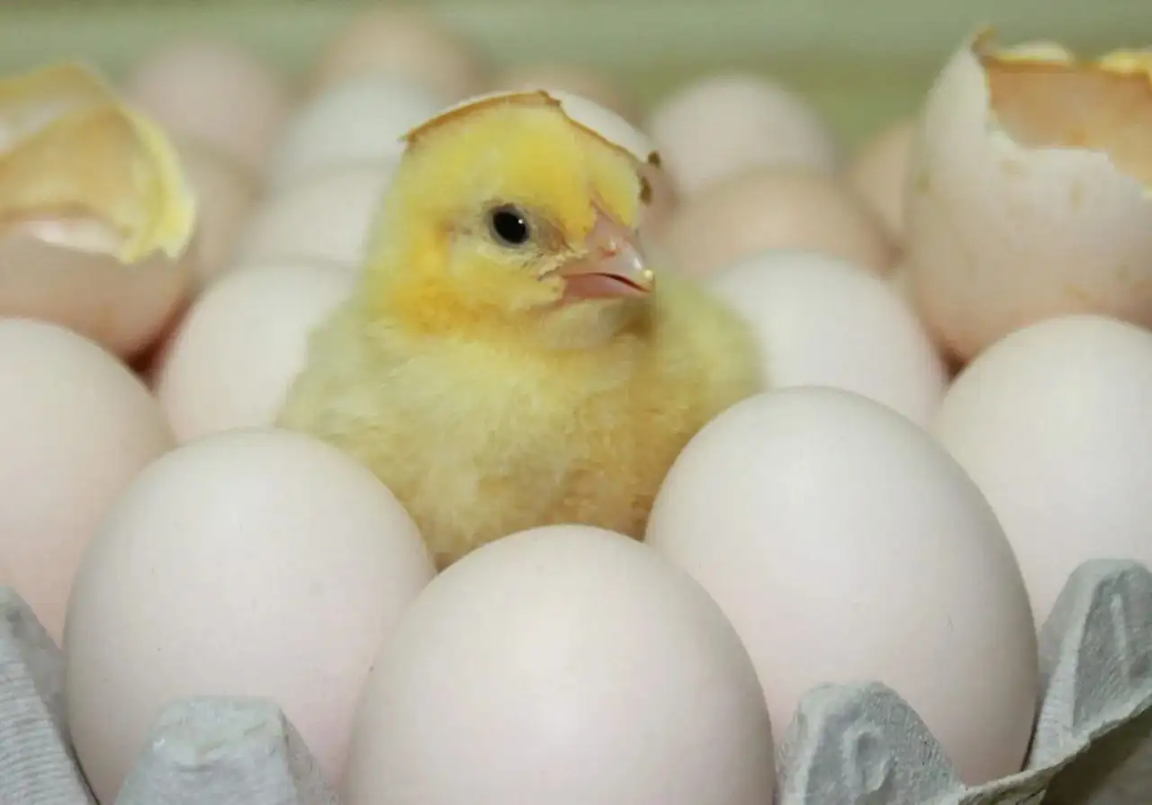 Инкубационное яйцо бройлера и цыплята - Птица (Животные) в Братск