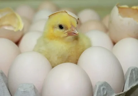 Инкубационное яйцо бройлера и цыплята - Птицеводство в Братск
