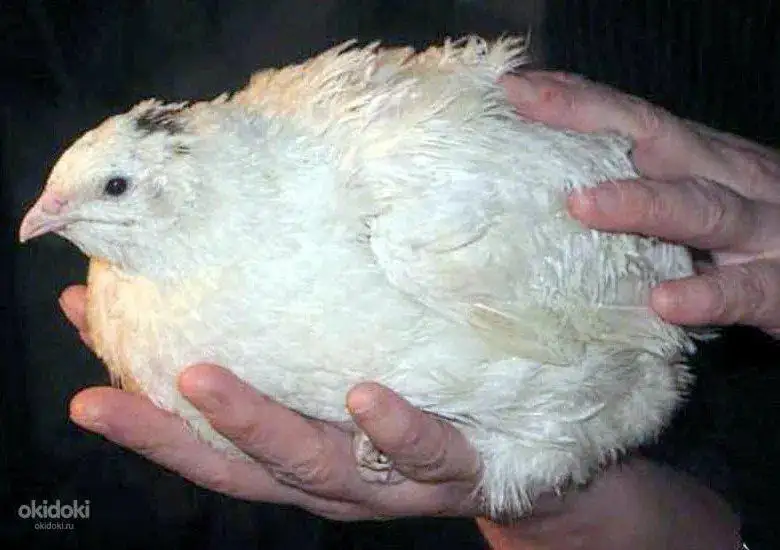 Инкубационное яйцо перепелки белый гигант - Птицы (Животные) в Братск