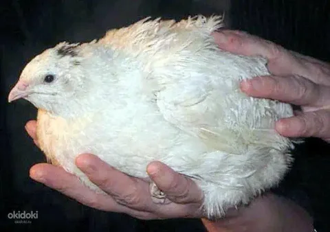 Инкубационное яйцо перепелки белый гигант - Птицеводство в Братск