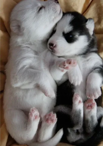 Продам хаски - Птицеводство в Братск