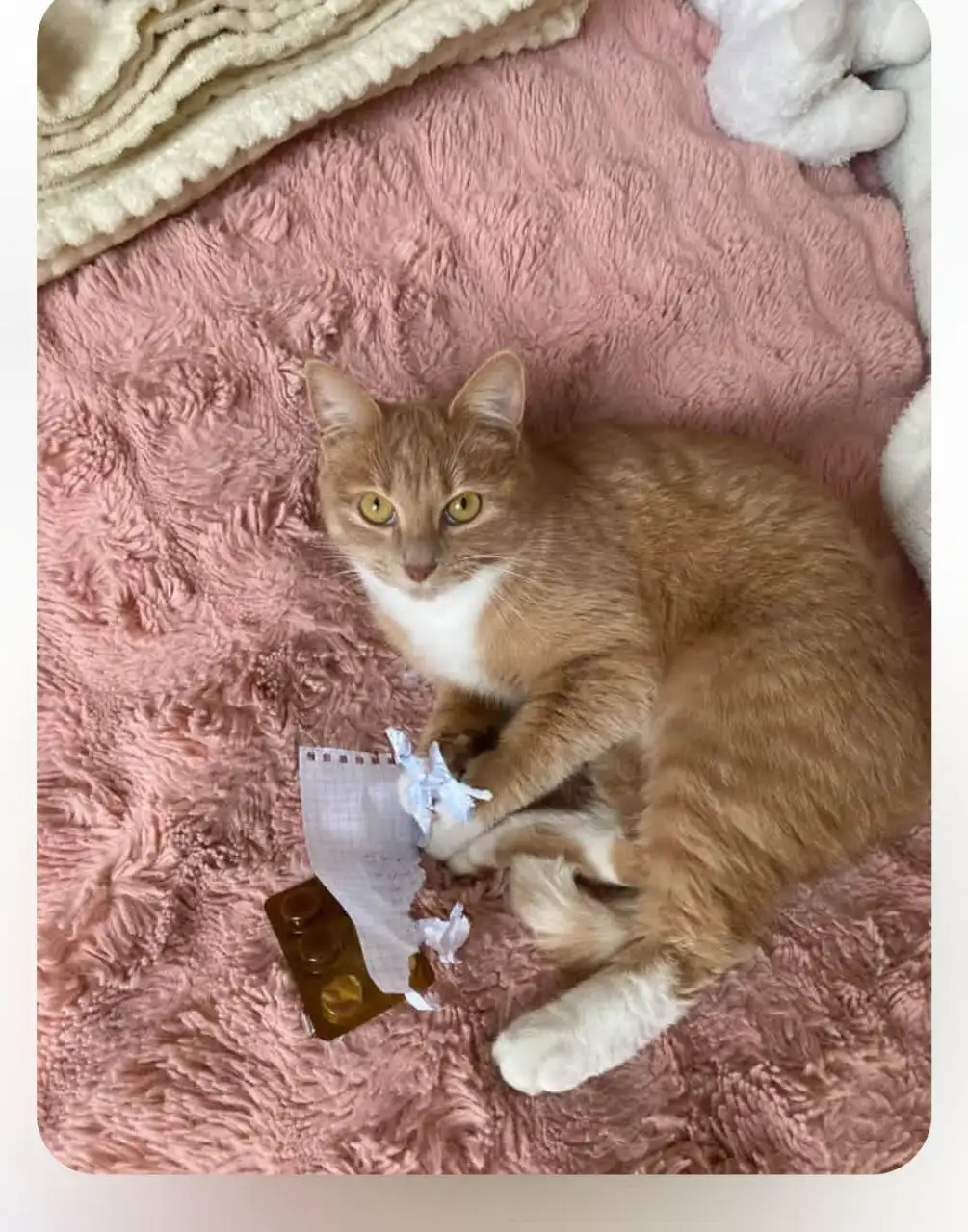 Потерялась кошечка Мия в районе Поликлиники в Падуне - Потерянные животные (Барахолка) в Братск